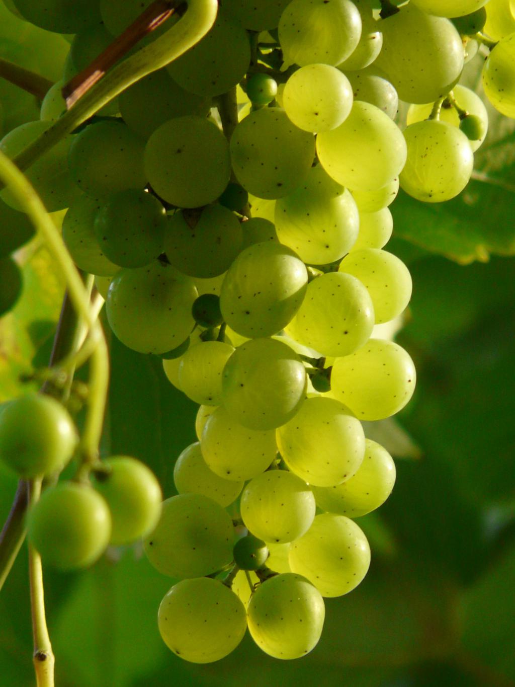Mosto